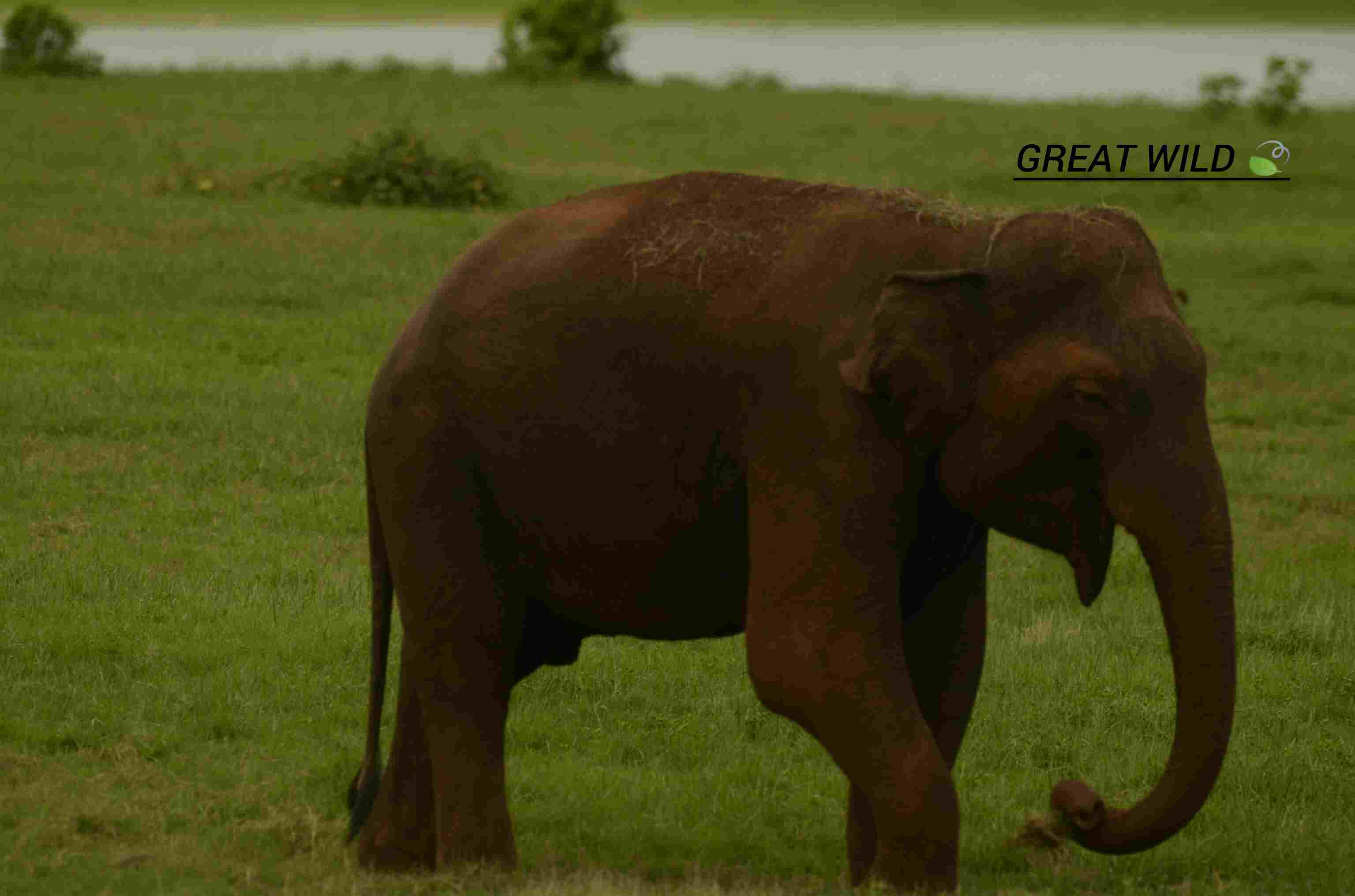 Elephant - Wildlife photography by Upul Dunuhinga