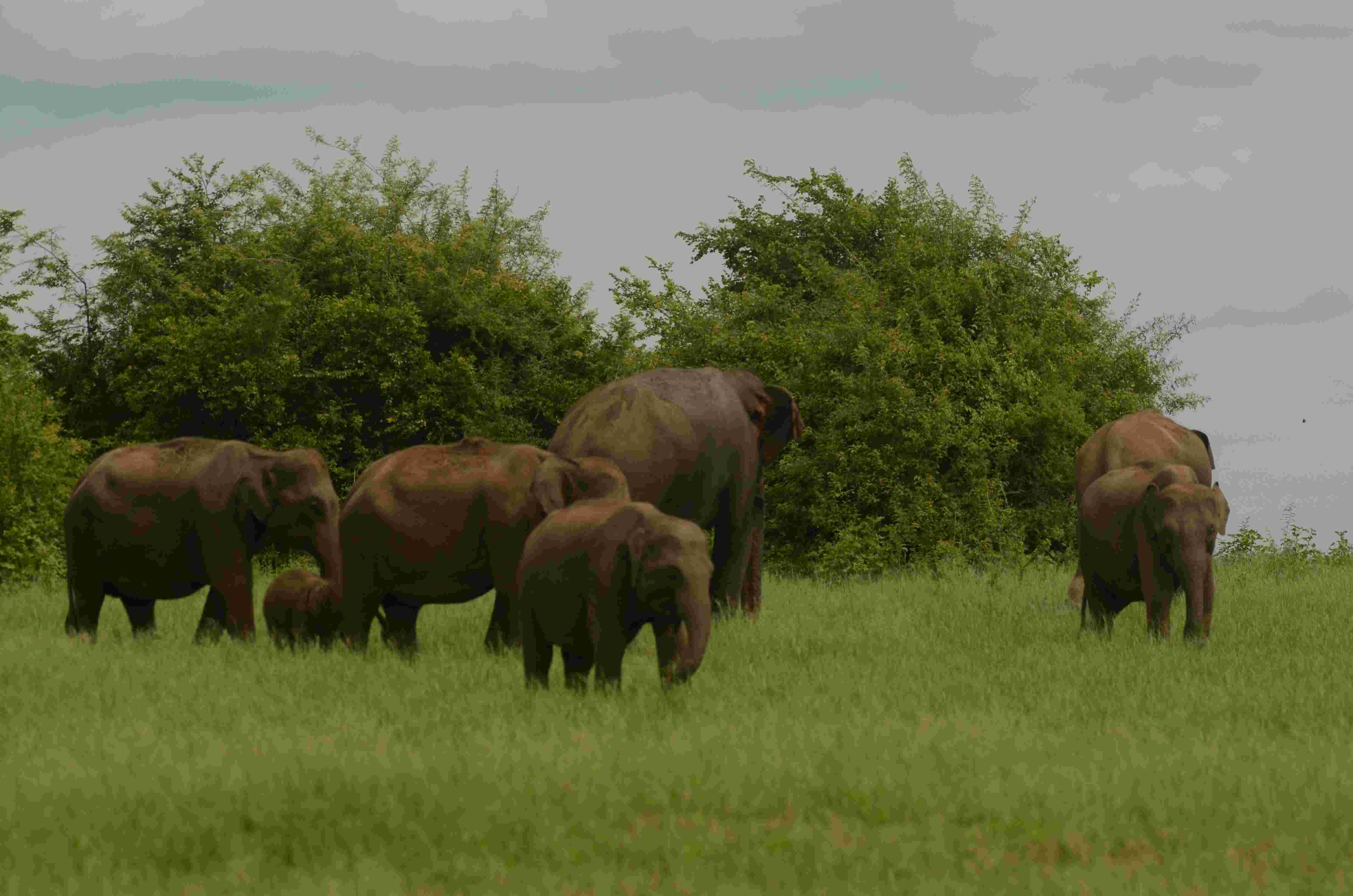 Elephant - Wildlife photography by Upul Dunuhinga