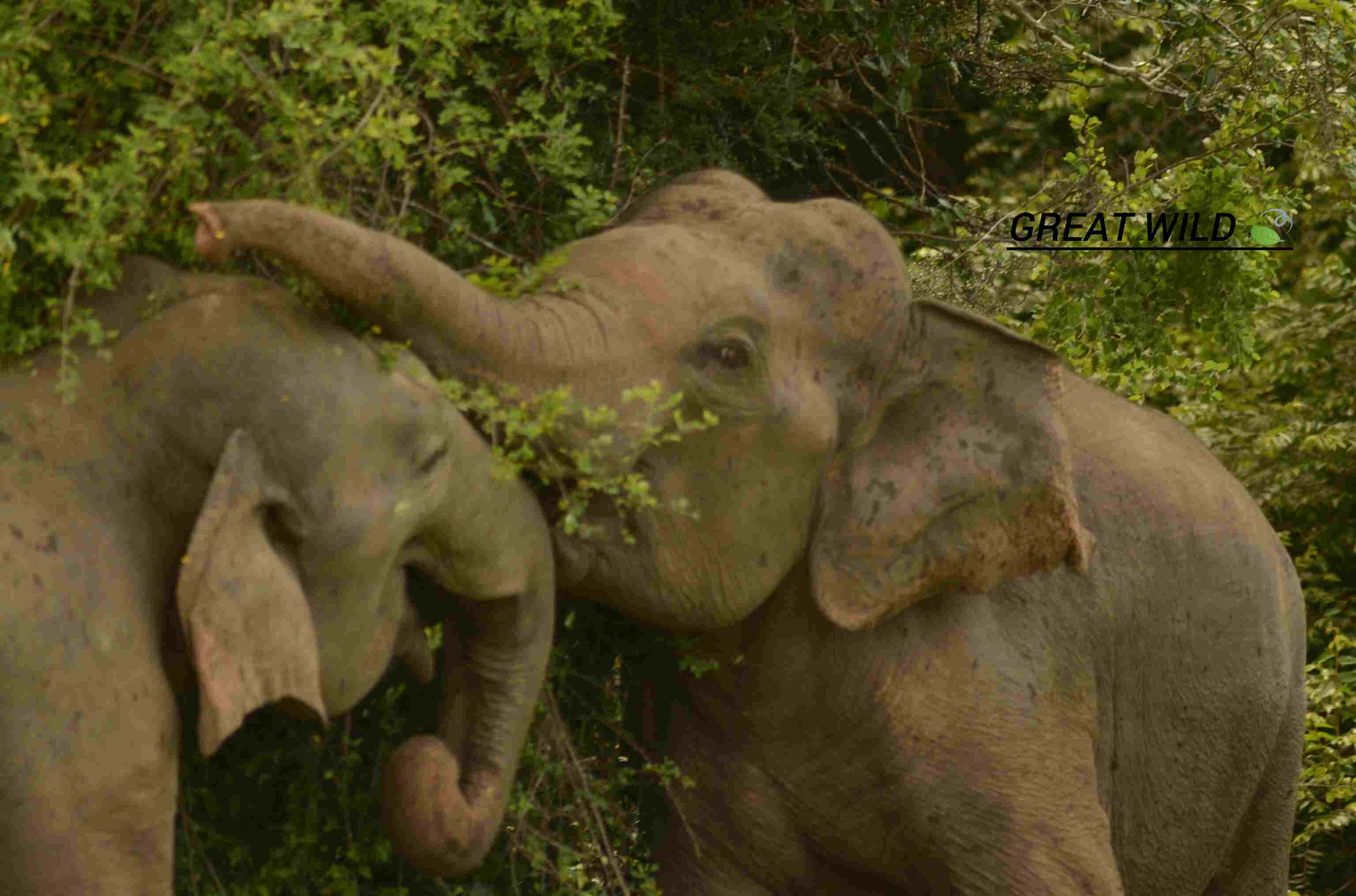 Elephant - Wildlife photography by Upul Dunuhinga