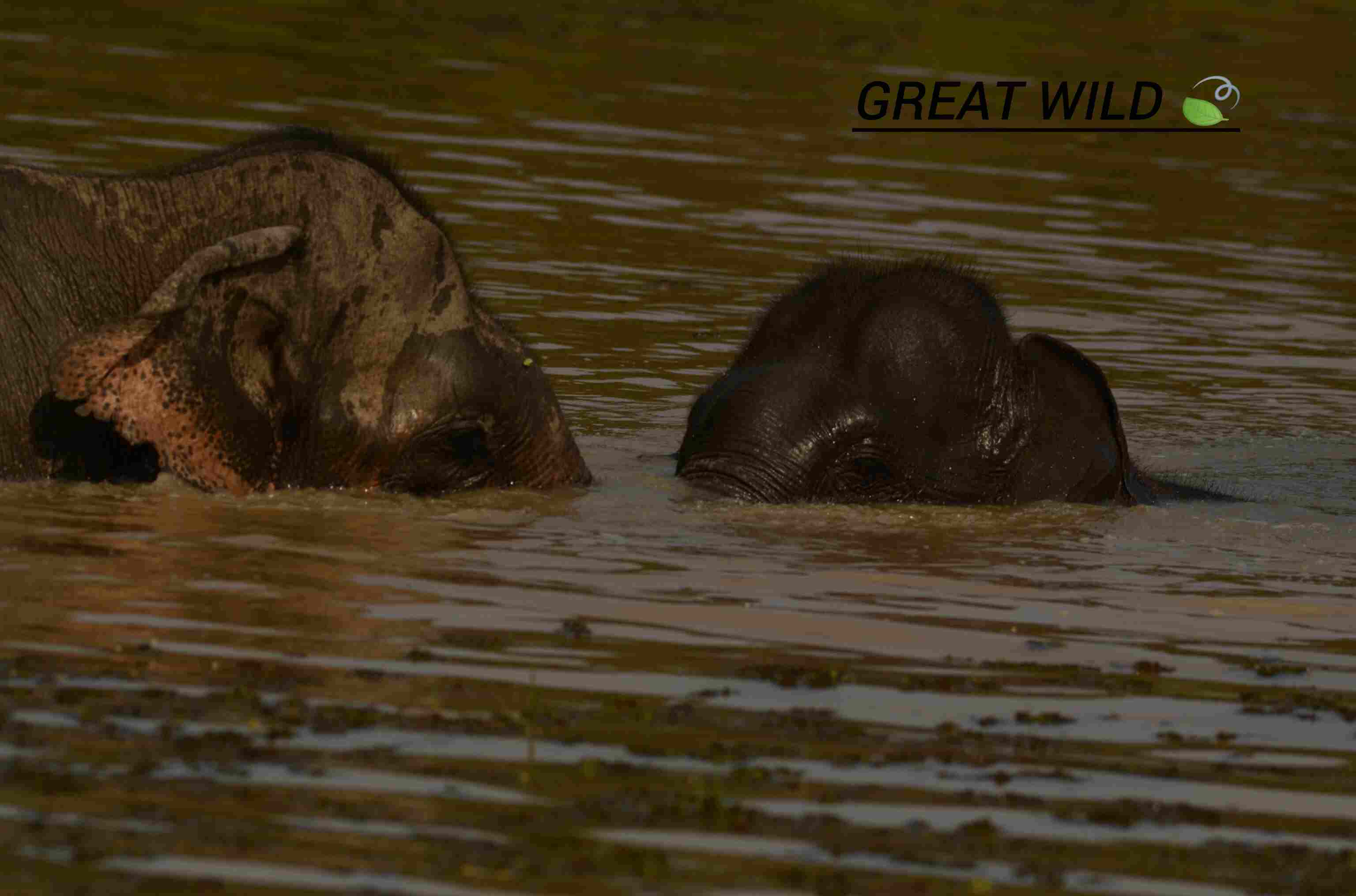 Elephant - Wildlife photography by Upul Dunuhinga