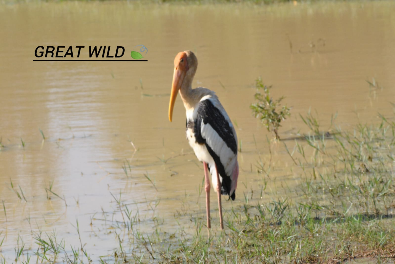 Painted Stork - Painted Stork, a striking wader found across Sri Lanka’s wetlands. by Upul Dunuhinga