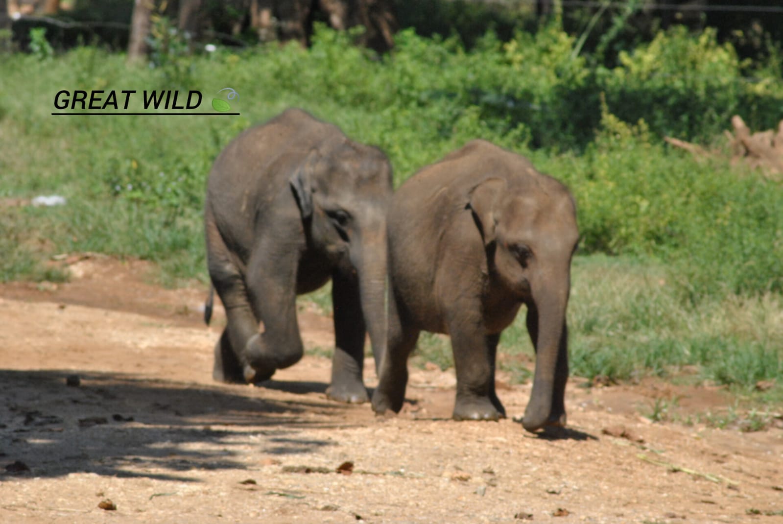 Elephant - Sri Lankan elephants roam freely across the island’s lush national parks. by Upul Dunuhinga