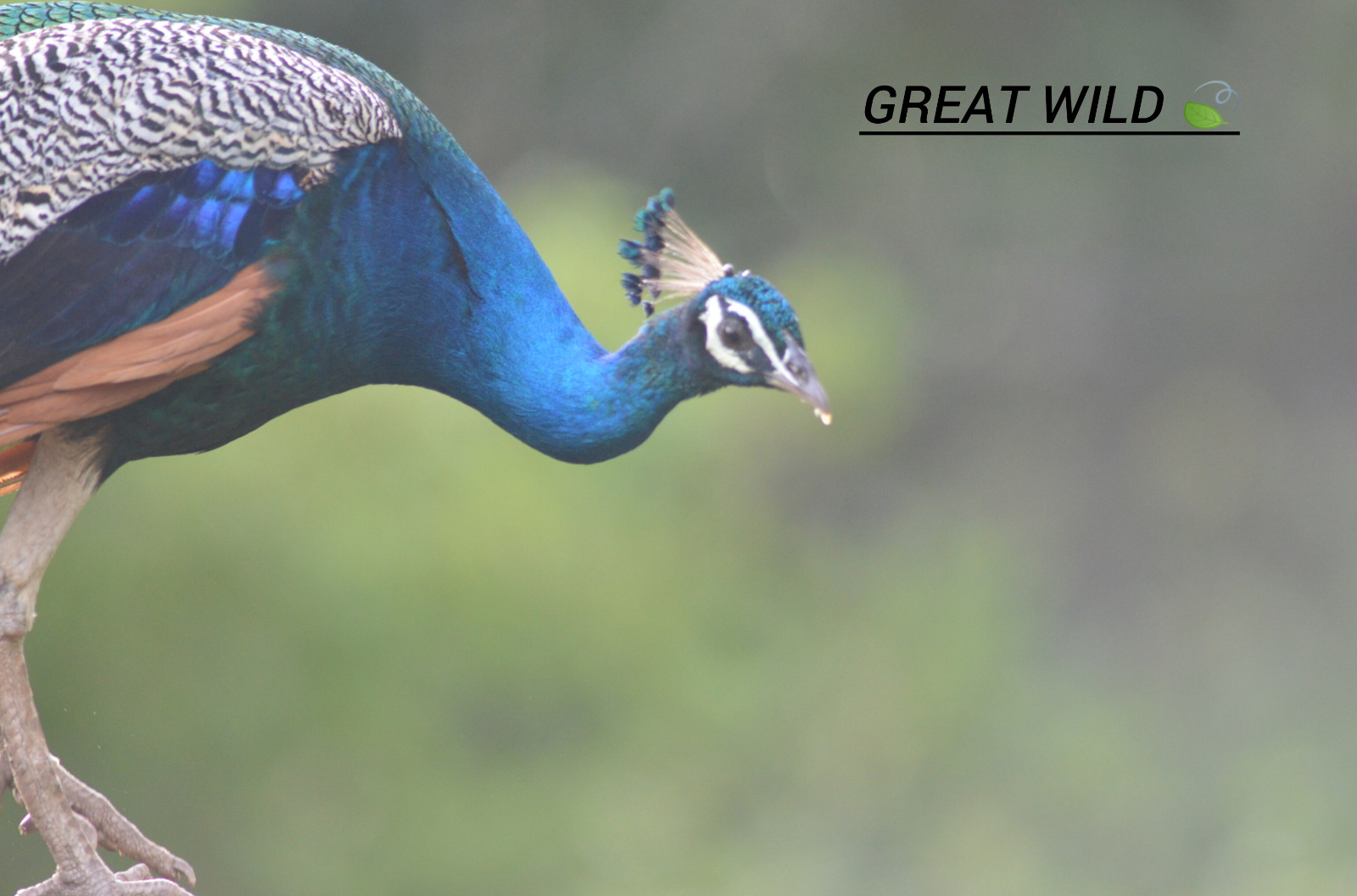 Sri Lankan landscape